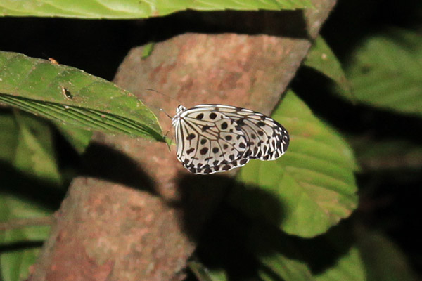 Common Tree Nymph Butterfly